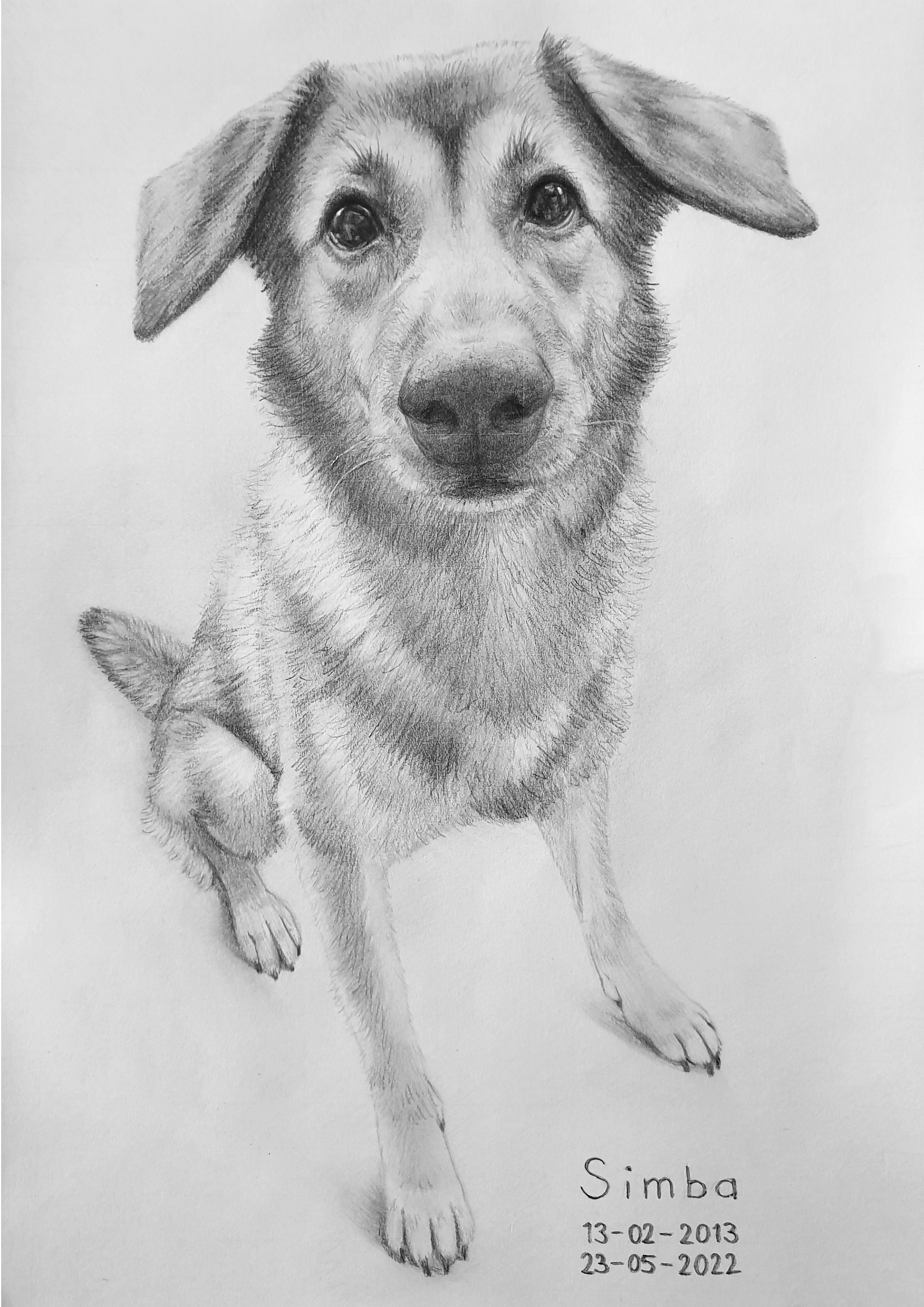Simba.jpg
